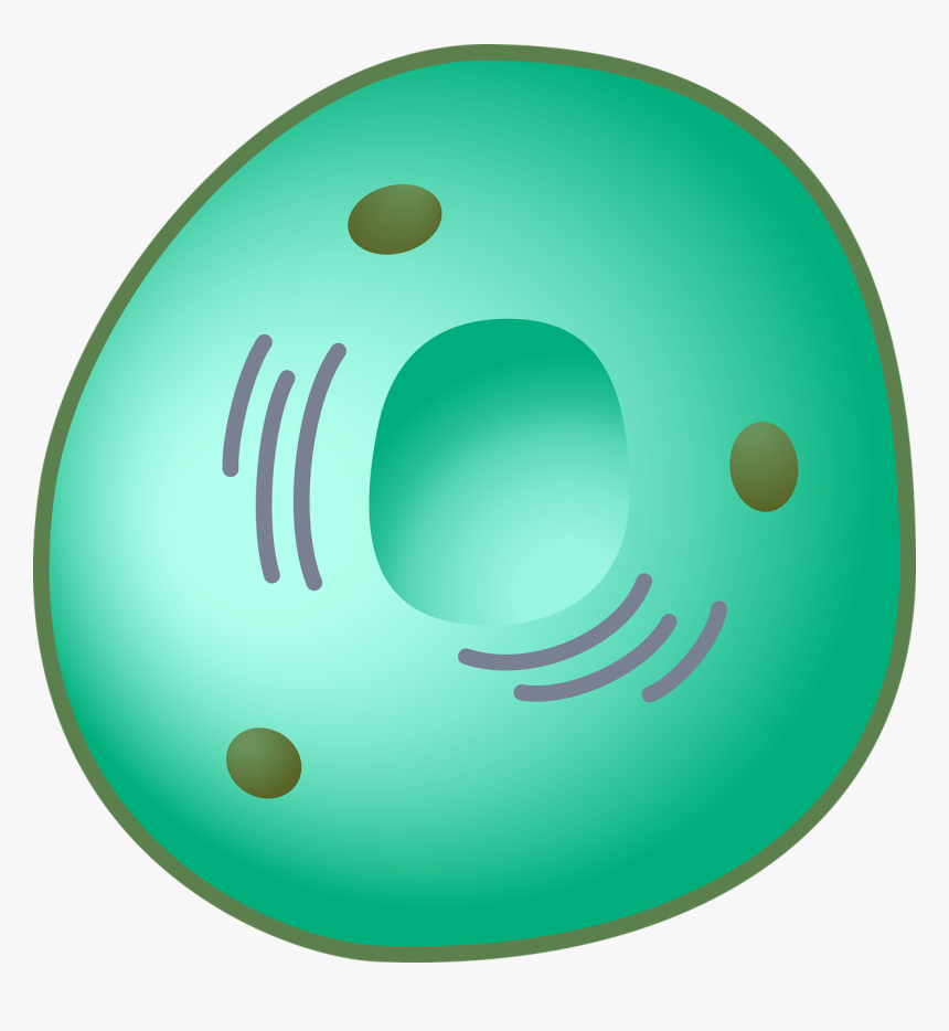 Cell Nucleus Clipart