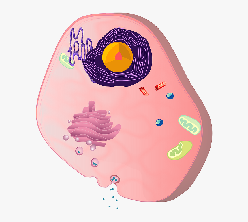 Celula Sticker, HD Png Download