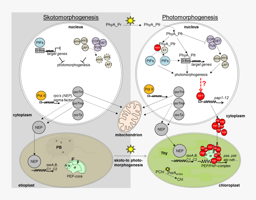 Action Of Rna Polymerases In Nucleus And Plastids During - Chloroplast Biogenesis, HD Png Download