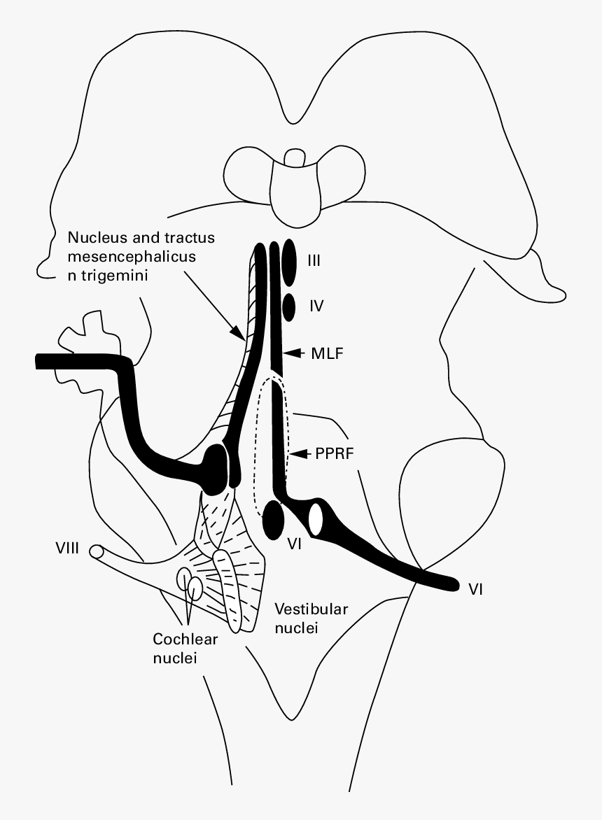 Semischematic Drawing Of The Intrapontine Vestibular - Line Art, HD Png Download