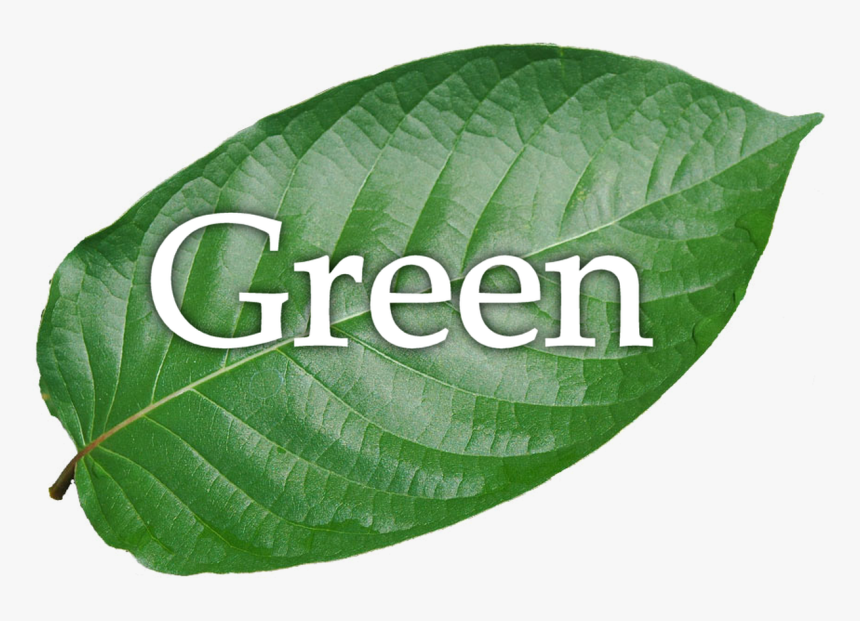 Green Hulu Kapuas - Swamp Birch, HD Png Download