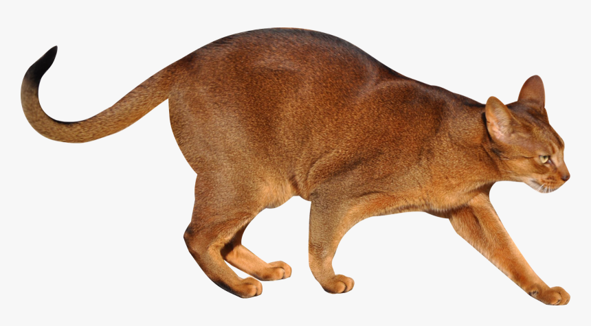 Transparent Cat Image Walking, HD Png Download