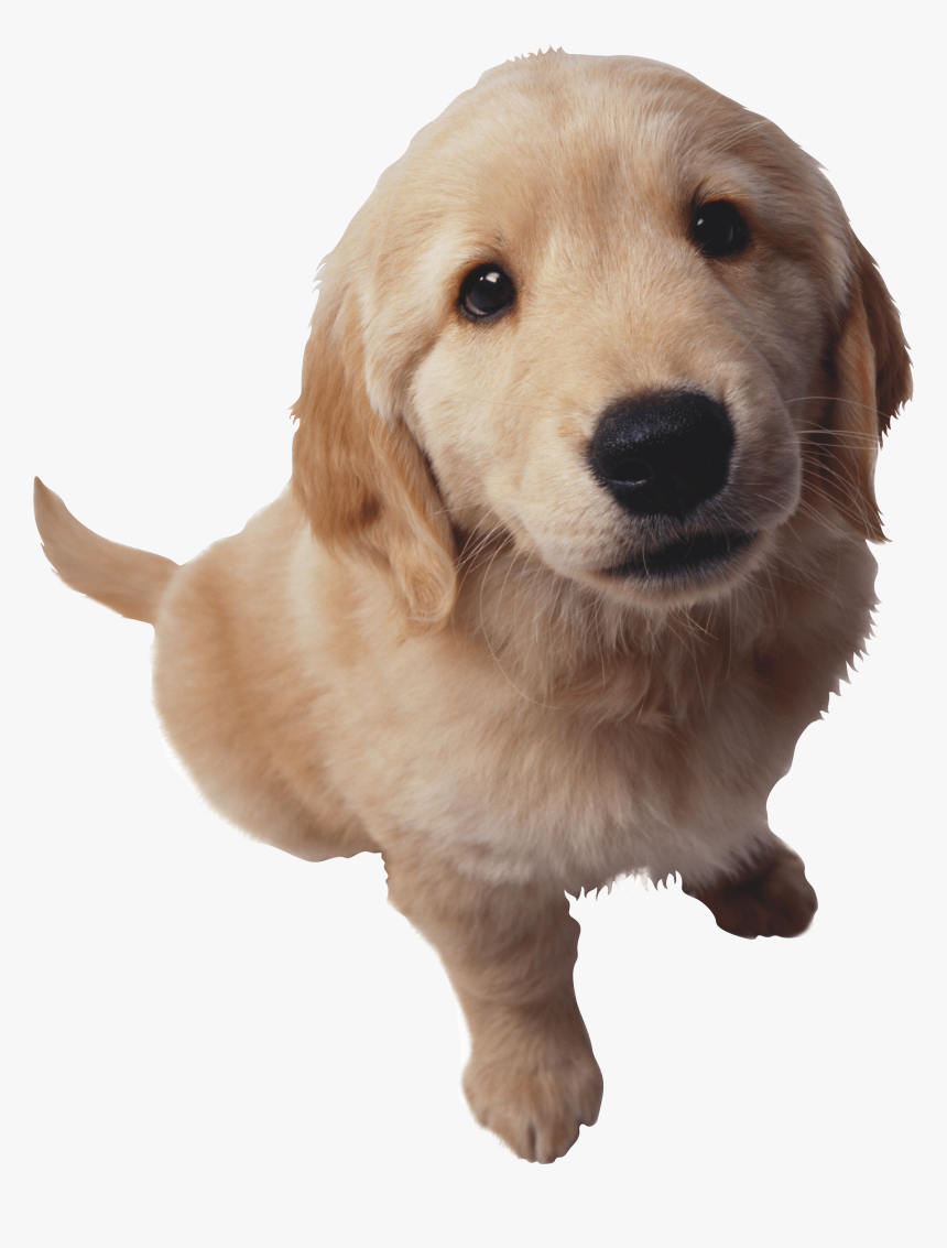 Puppy Dog Pals Png , Png Download - Puppy Golden Retriever Png, Transparent Png