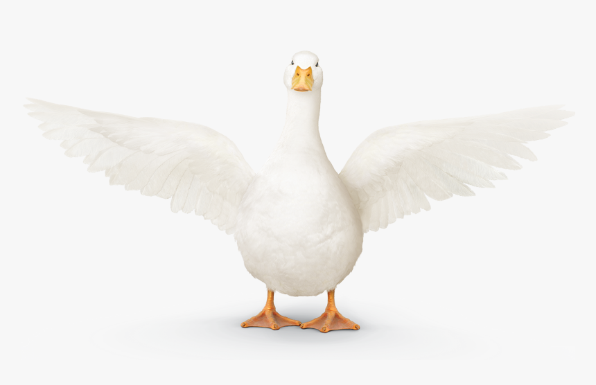 Goose, HD Png Download