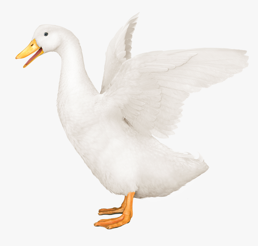 Goose, HD Png Download