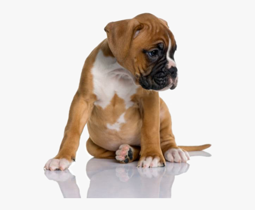 One Month Boxer Dog, HD Png Download
