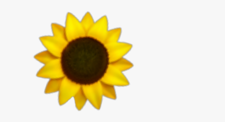 #girasol #girasoles #girasol🌻 #girasoles🌻 #flores - Sunflower Drawing Small, HD Png Download