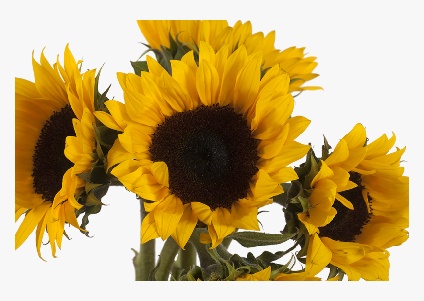 Transparent Girasoles Png - Png Girasoles, Png Download