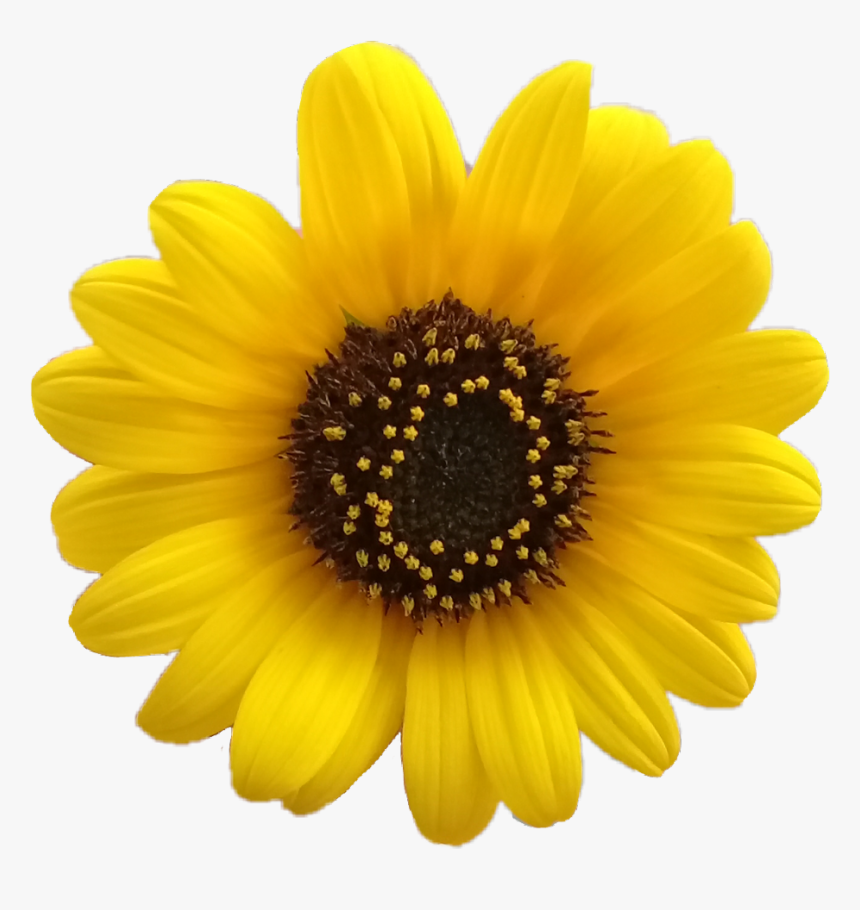 #flower #flor #flores #margarita #girasol #girasoles - Yellow Flower Aesthetic Png, Transparent Png