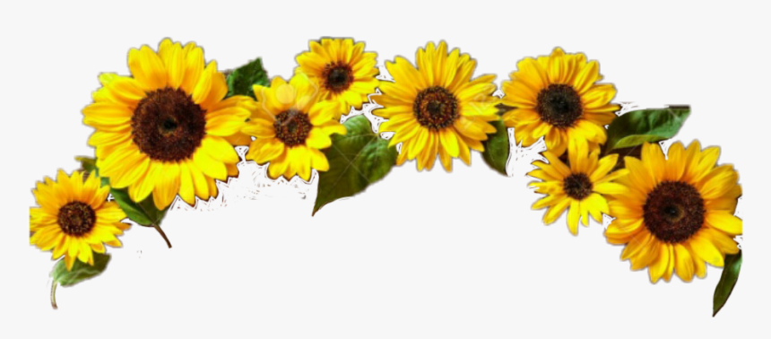 #girasol - Stickers De Girasol Picsart, HD Png Download