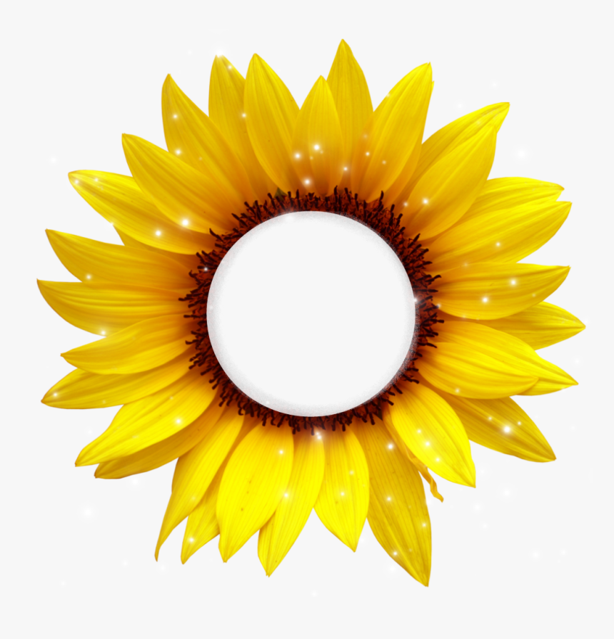 #girasol #amarillo #cafe #frame #bydeniabejar - Sunflower Cartoon Png, Transparent Png
