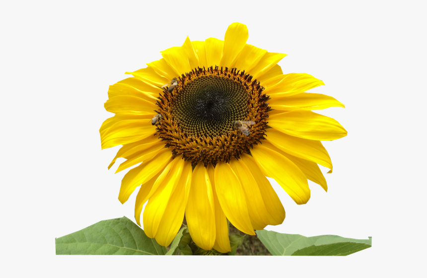 Girasol Abejas - Sunflower, HD Png Download