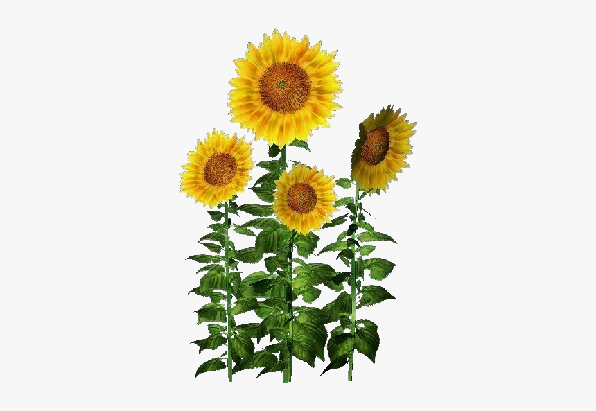 Plantas 3d - Girasol - Acca Software - Planta De Girasol Png, Transparent Png