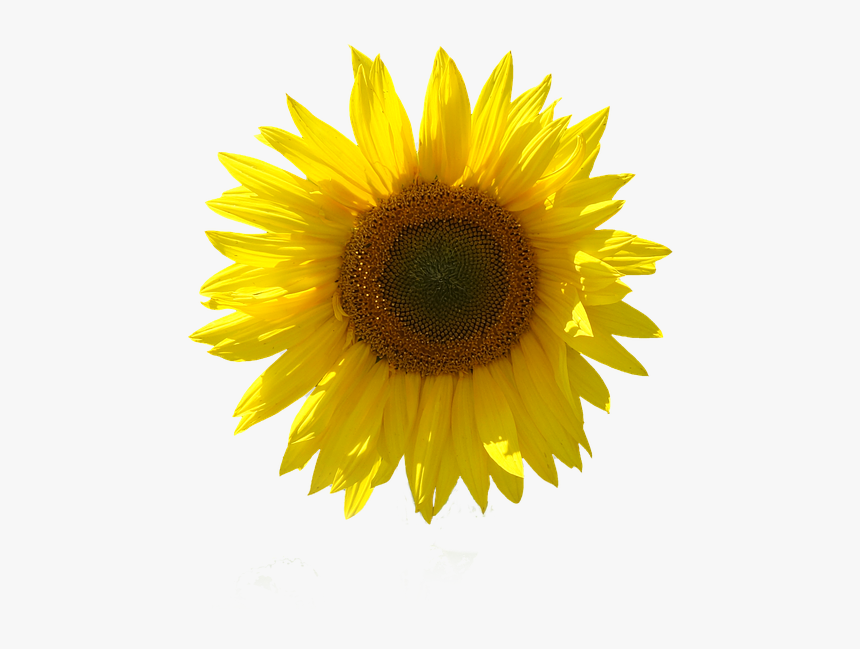 Girasol, Aislado, Fondo Transparente, Cerrar, Sun - Sunflower, HD Png Download