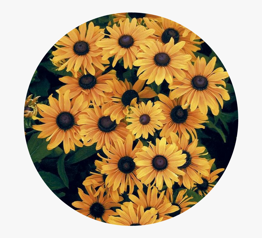 #sunflower #circulo #girasol - Circulo De Girasoles Png, Transparent Png