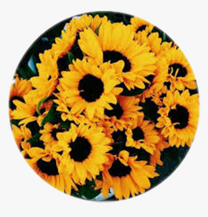 Circle Circulo Girasol Girasoles Flor - Yellow Flowers Background, HD Png Download