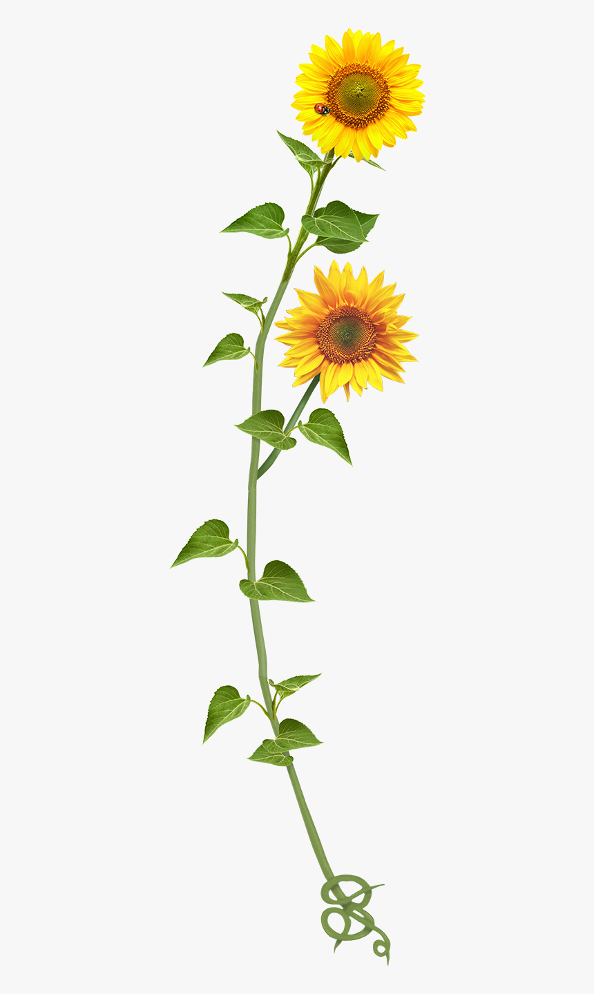 Sunflower, HD Png Download