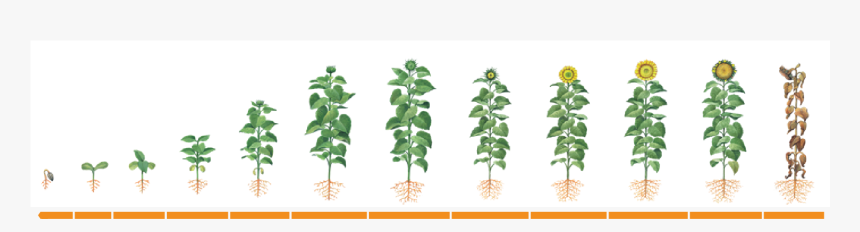Crecimiento Y Desarrollo Del Girasol, HD Png Download