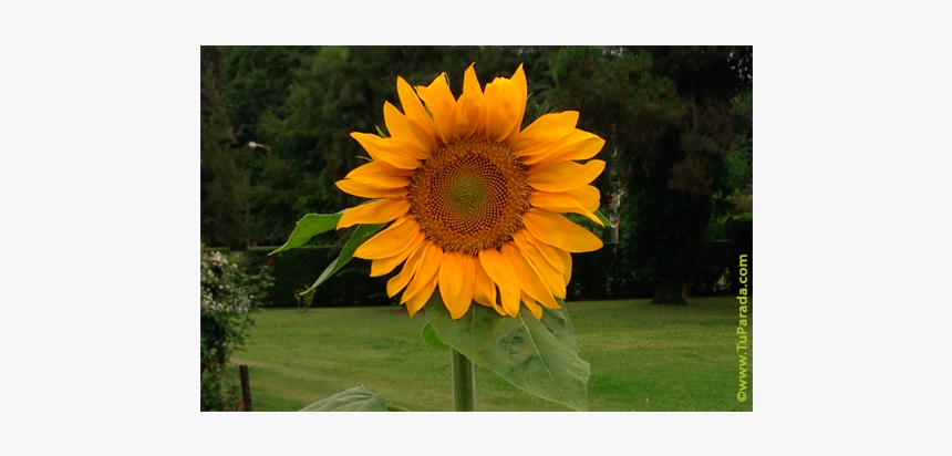 Common Sunflower, HD Png Download