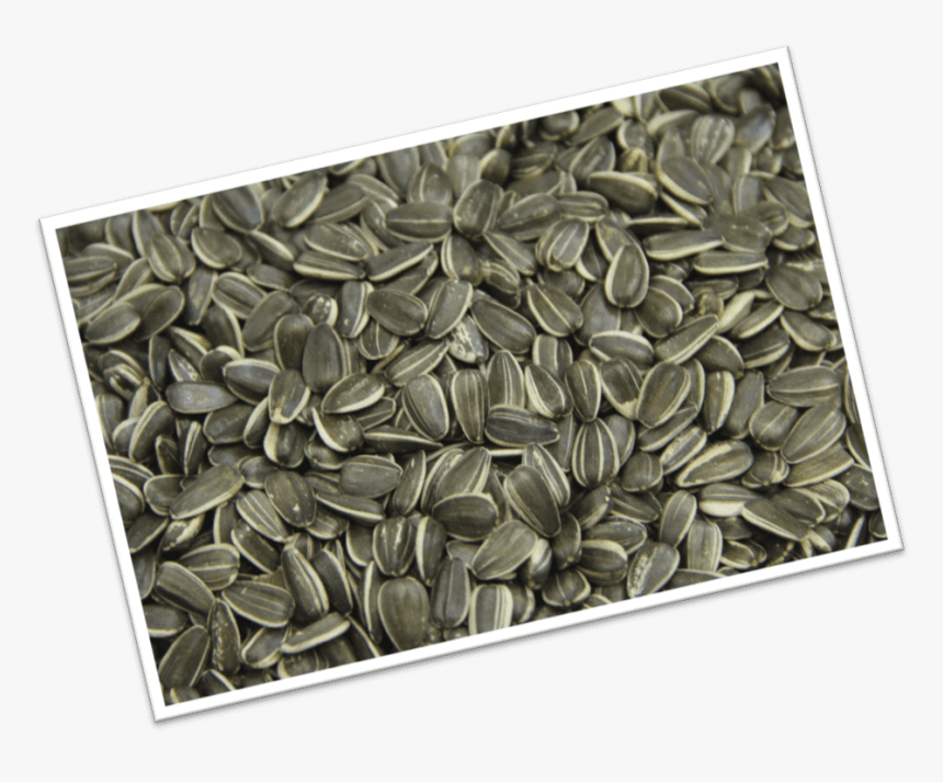 Sunflower Seed, HD Png Download