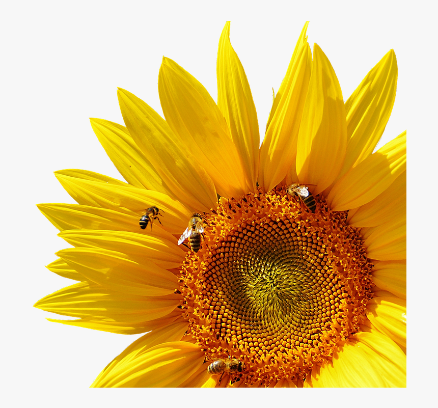 Girasol, Abejas, Verano, Jardín, Flor, Amarillo - Internal And External Structures Of A Plant, HD Png Download