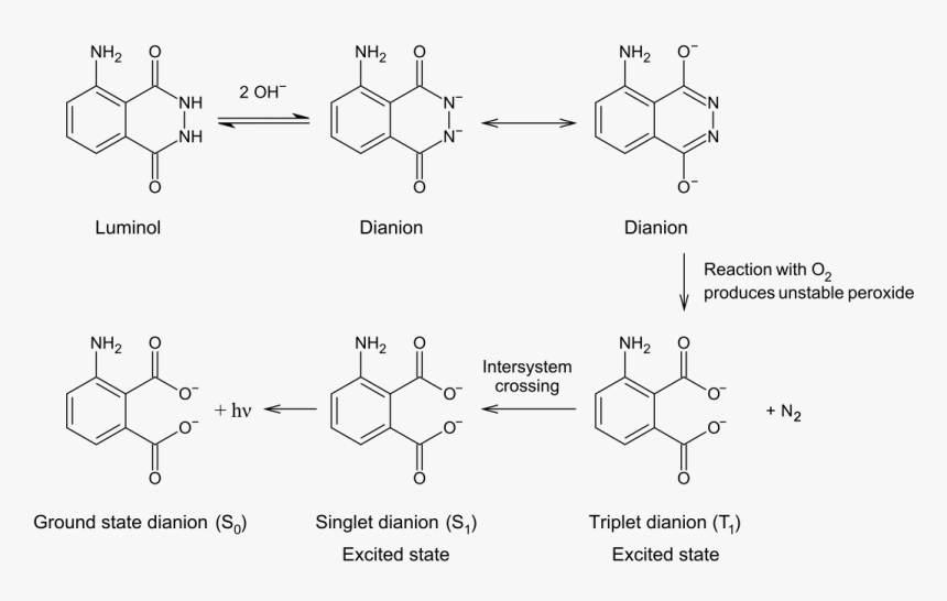 Luminol To 3 Aminophthalate, HD Png Download
