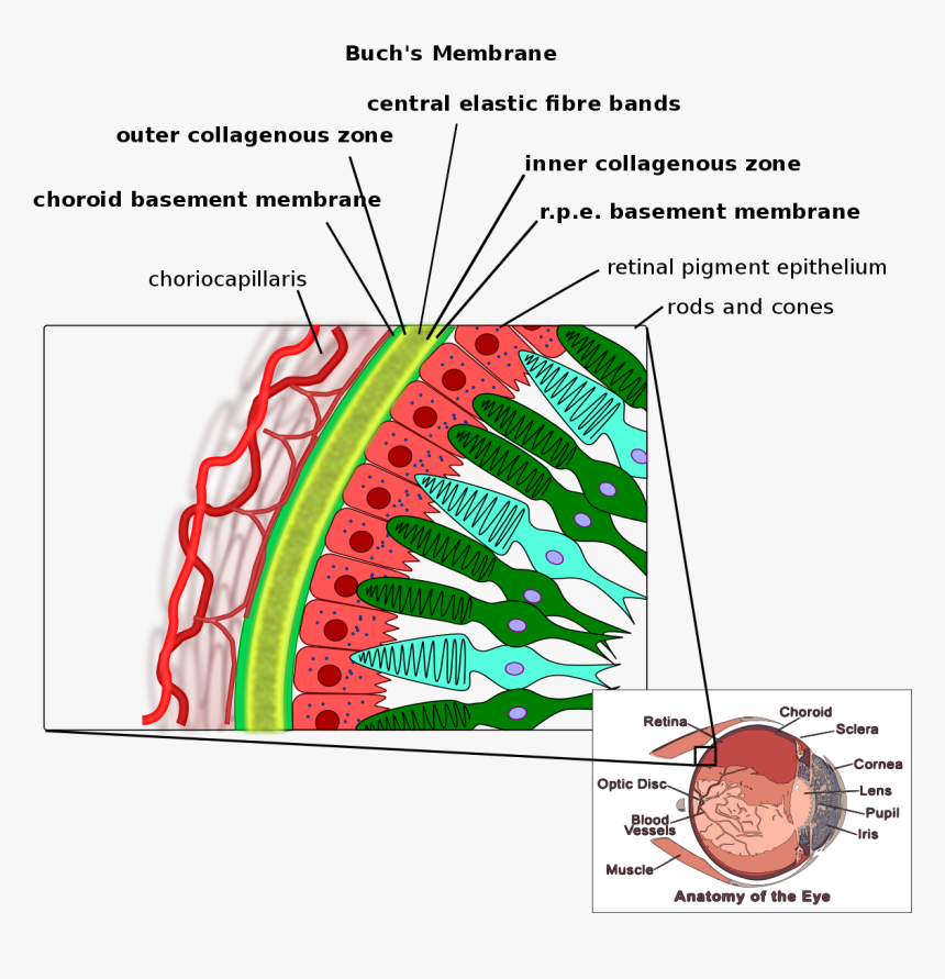 Bruch's Membrane, HD Png Download