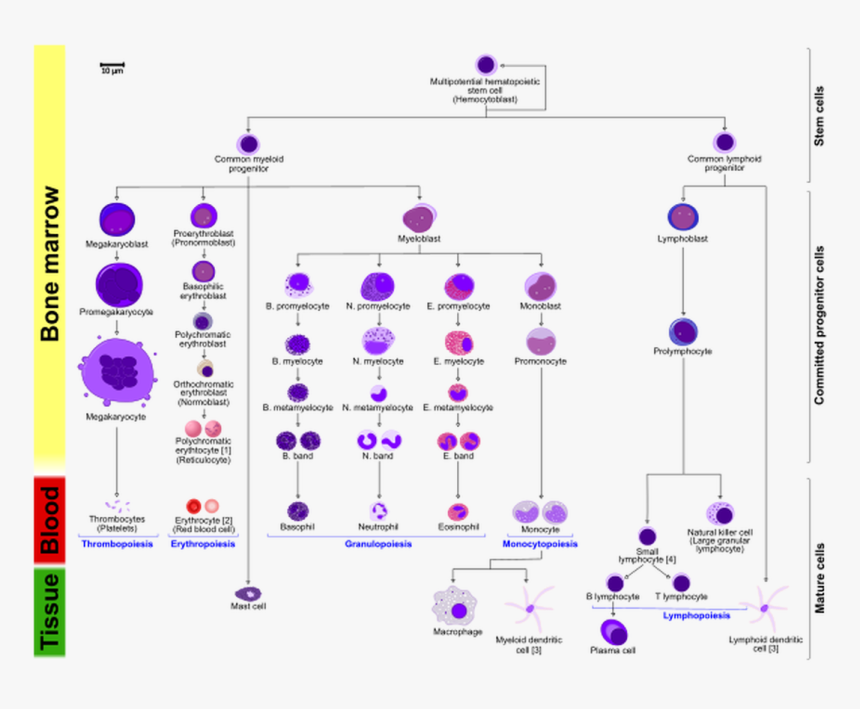 Picture Multipotential Hematopoietic Stem Cell, HD Png Download