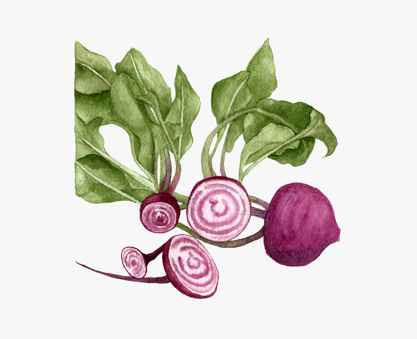 Chioggia-beets - Beetroot, HD Png Download