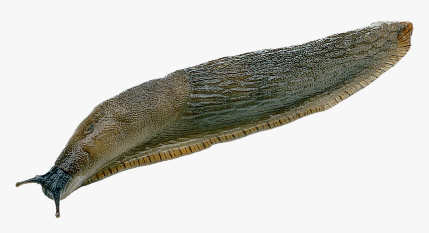 Slug, HD Png Download