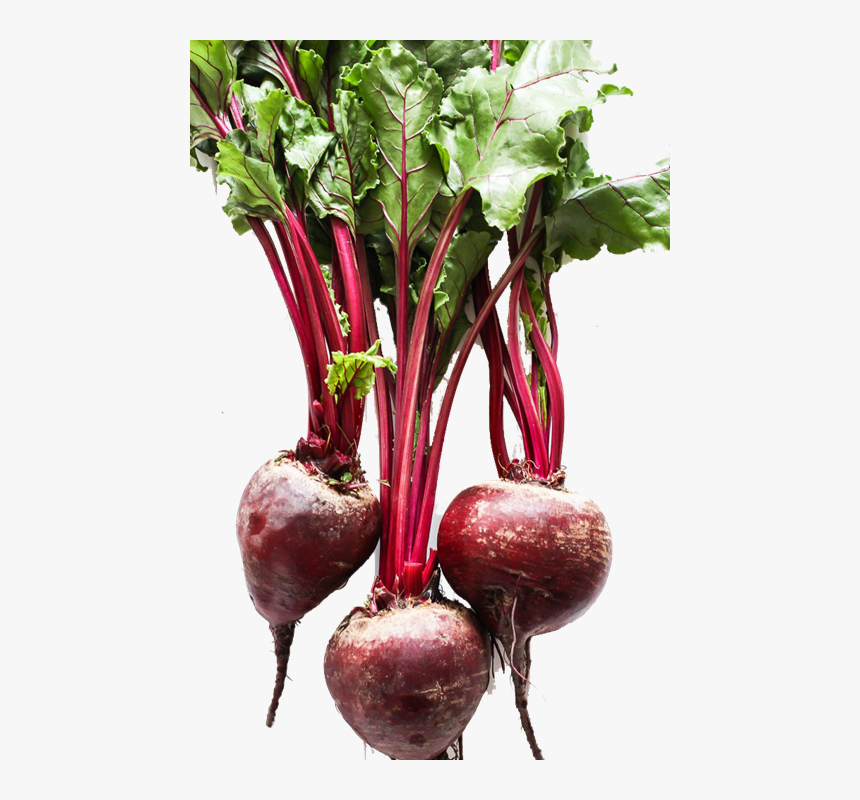 Beets Loose, HD Png Download