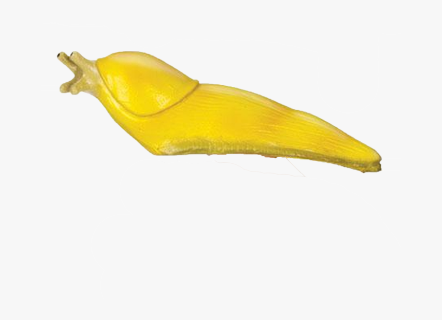 Giant Slug - Slug Transparent, HD Png Download