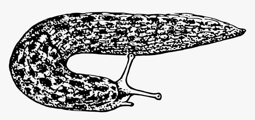 Line Art,leaf,area - Clip Art Png Slugs, Transparent Png
