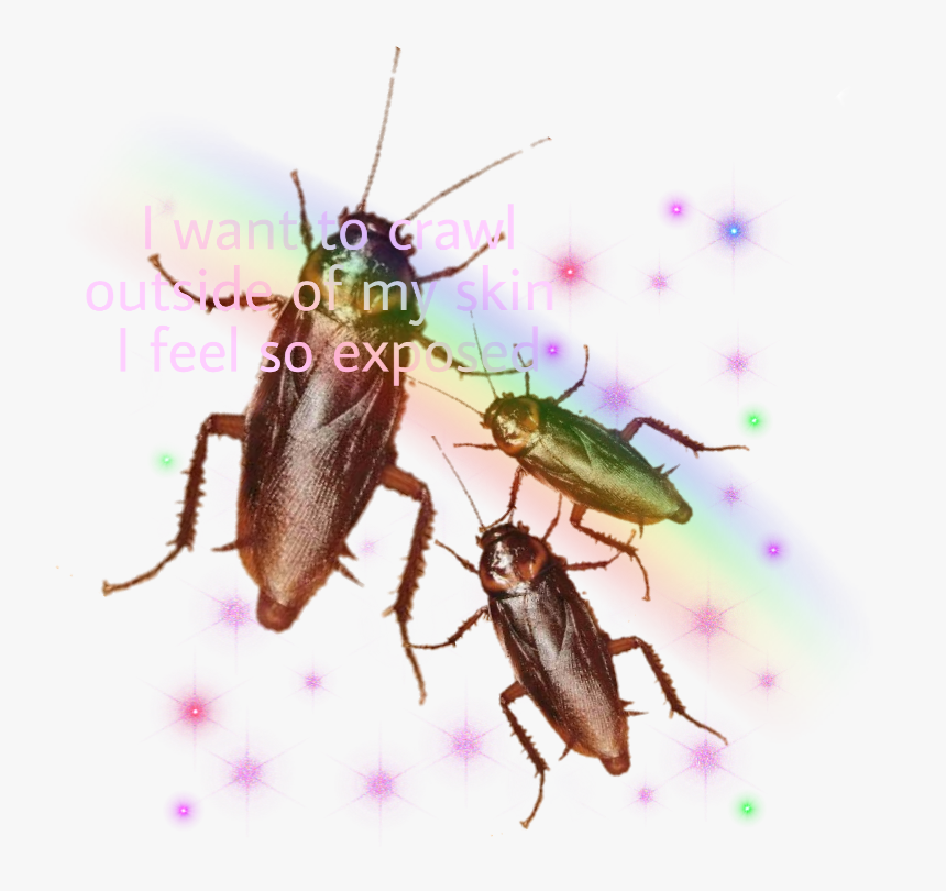 Mosquito, HD Png Download