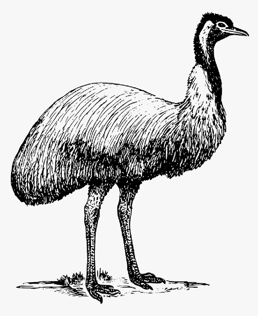 Emu Clip Art, HD Png Download