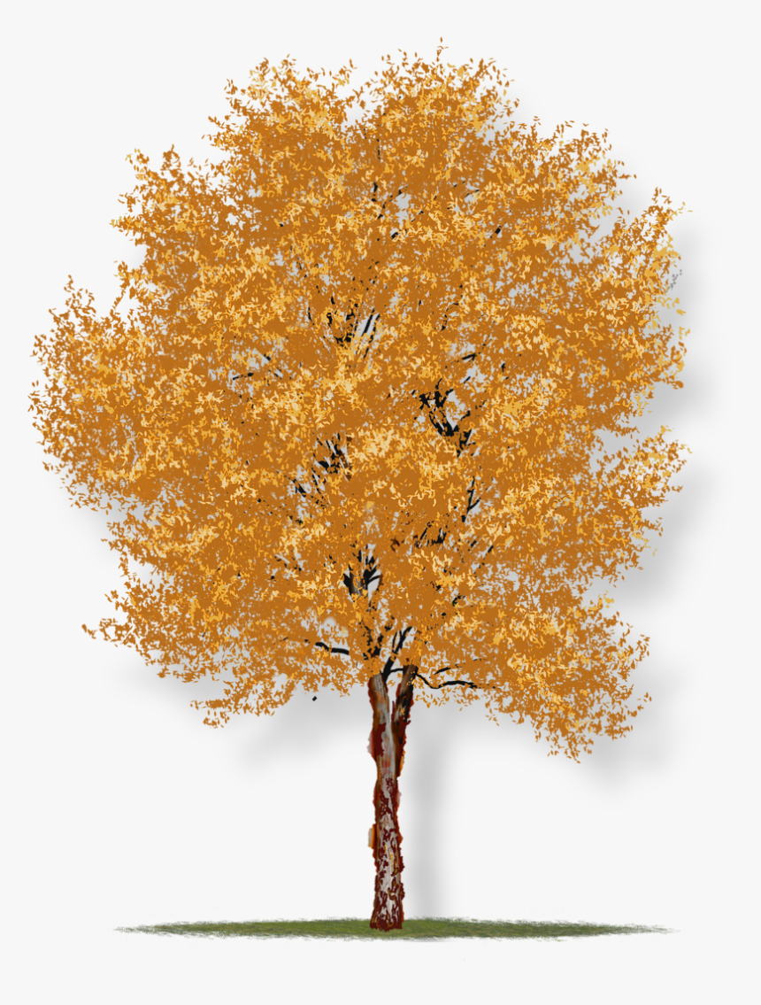 River Birch Tree Houston, HD Png Download
