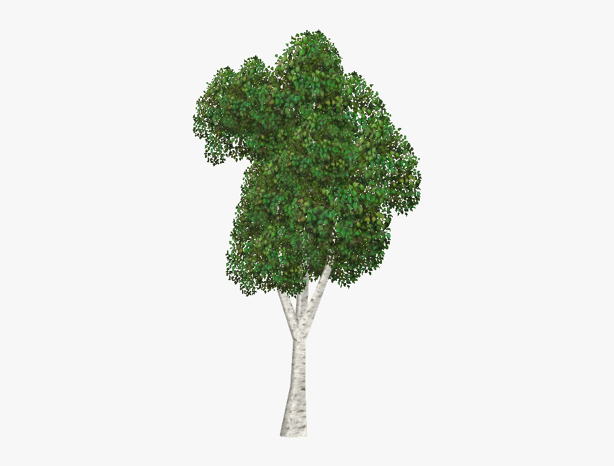 Silver Birch - Mexican Pinyon, HD Png Download