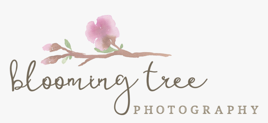 Frisco Newborn Photographer - Rosa Glauca, HD Png Download