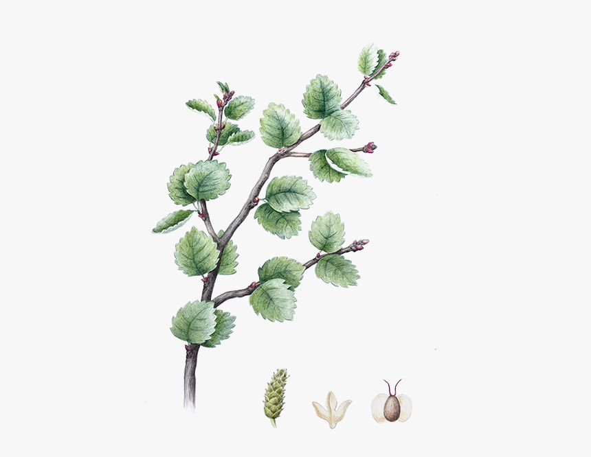 Floral Design, HD Png Download