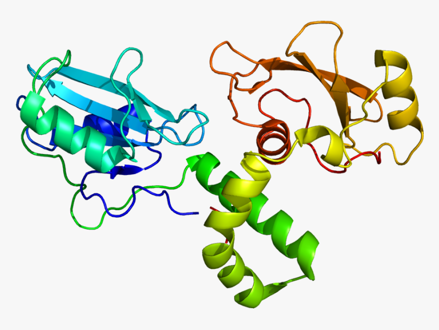 Protein Zap70 Pdb 1m61 - Zap70 Structure, HD Png Download