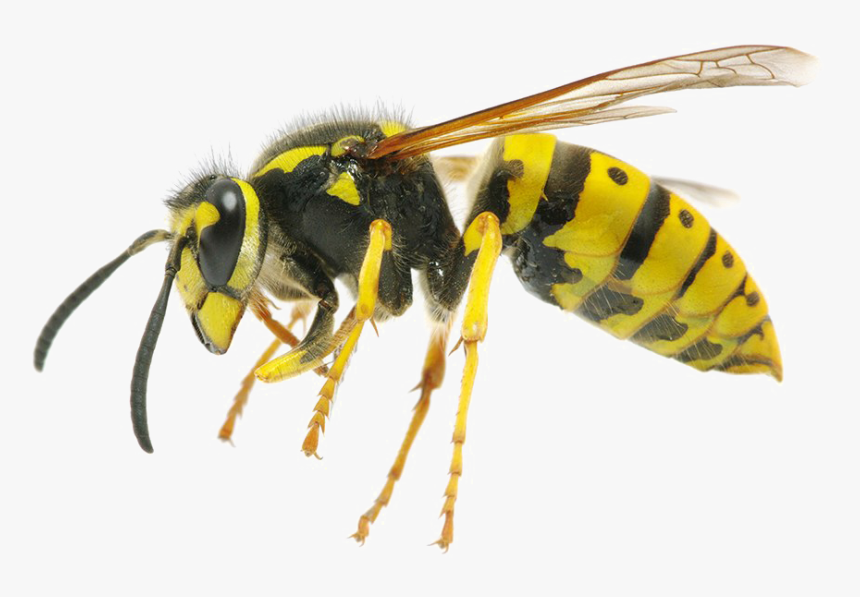 Wasp Png - Difference Between Wasp And Queen Bee, Transparent Png