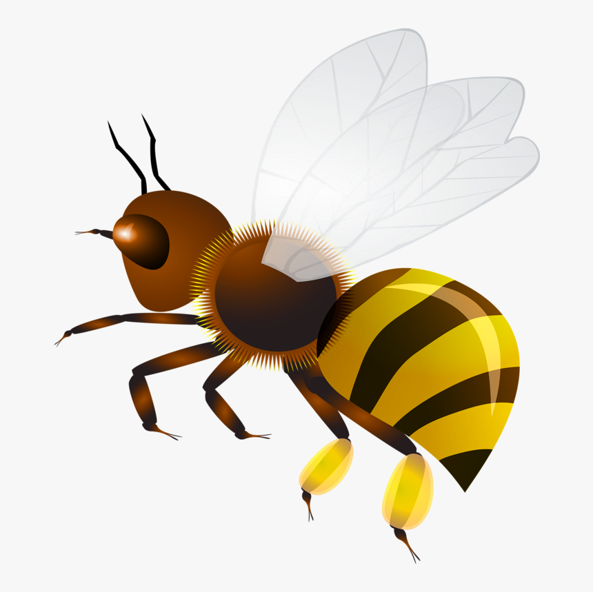 Оса Клипарт, HD Png Download
