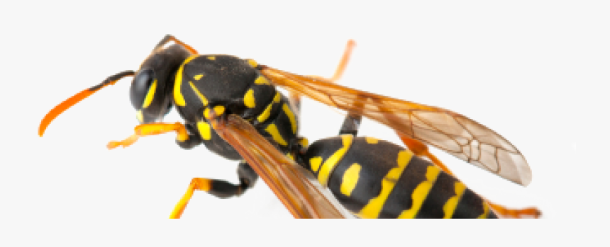 Hornet, HD Png Download