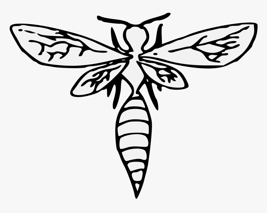 Wasp Wings Clip Art, HD Png Download