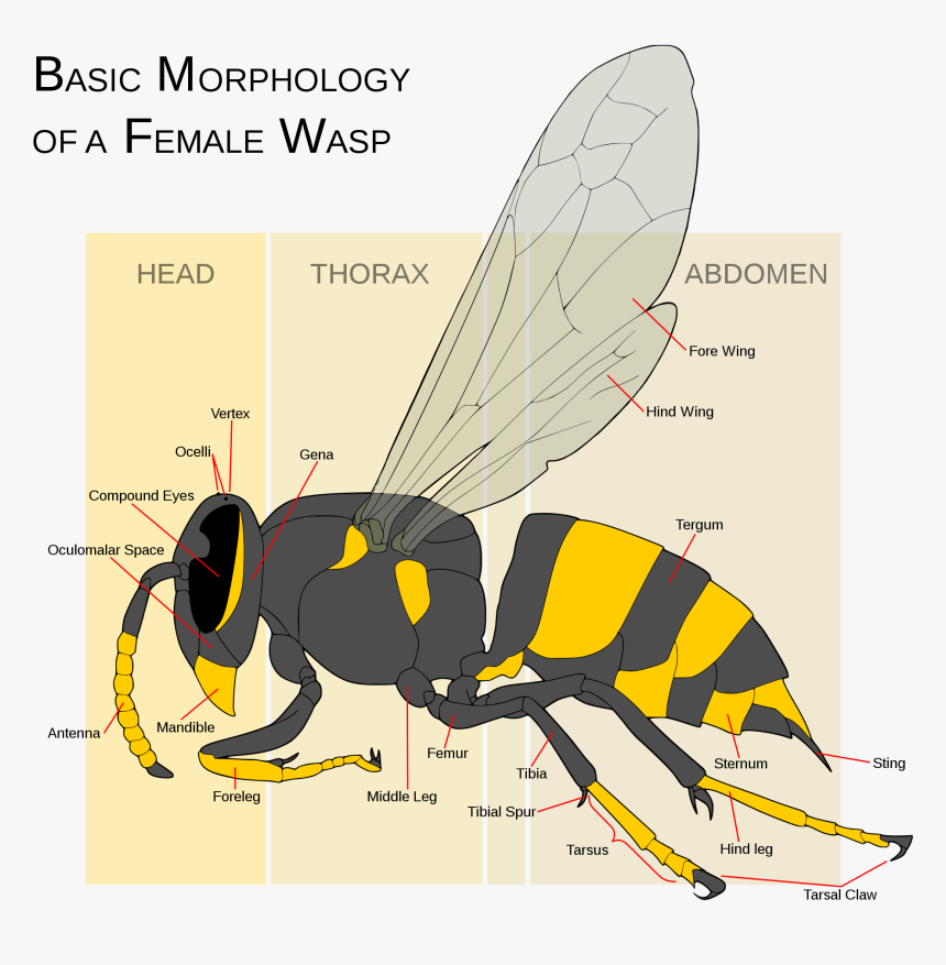 Yellow Jacket Vs Wasp Vs Hornet, HD Png Download