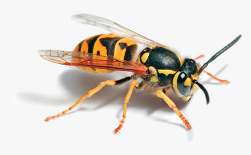 Purple Wasp, HD Png Download