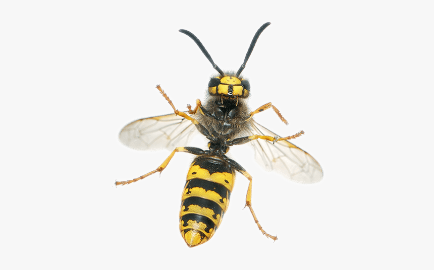 Yellow Jacket - Bee And Wasp Side By Side, HD Png Download