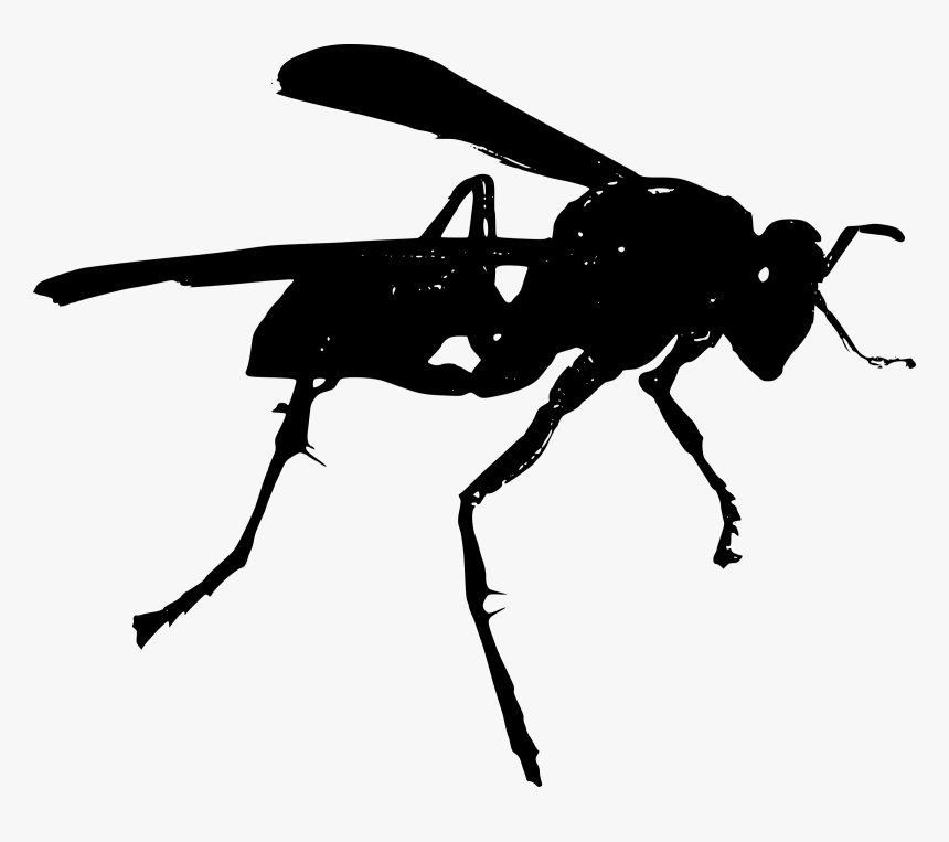 Photography - Black And White Wasp Clipart, HD Png Download