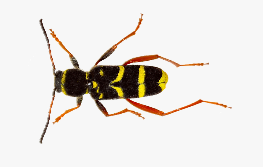 Isolated, Wasp, Insect, Nature, Close Up, Macro - Insect, HD Png Download