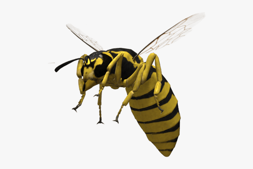 Bee, HD Png Download